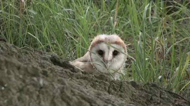 A Barn Owl peeking from behind a tree